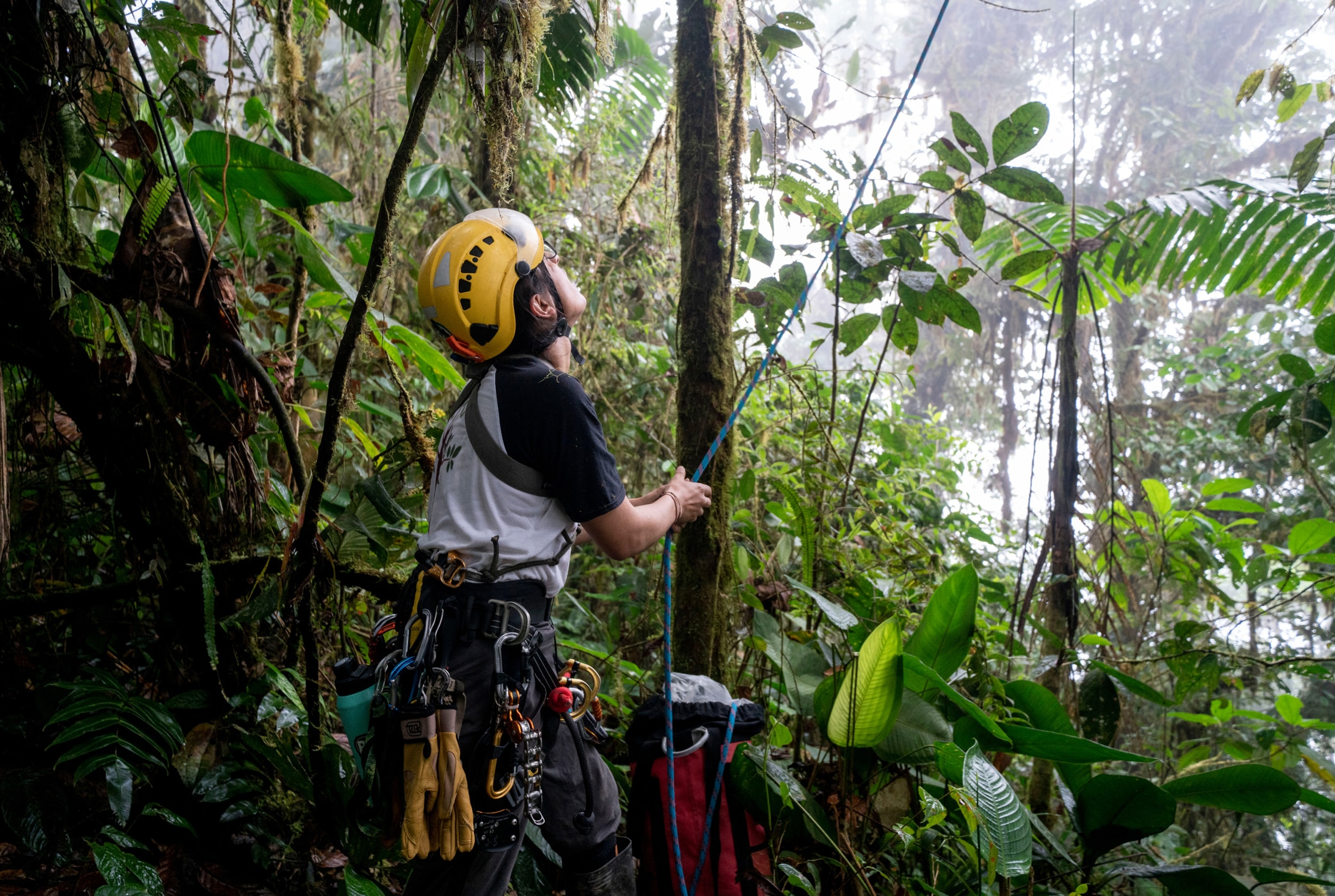 A rainforest conservation crew member with safety gear examining a tree in the rainforest